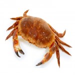 crab's Avatar